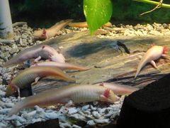 DSC04617-上海大自然野生昆虫馆