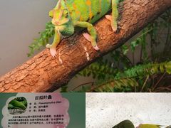 -上海大自然野生昆虫馆(东方明珠·爬宠昆虫探索中心)