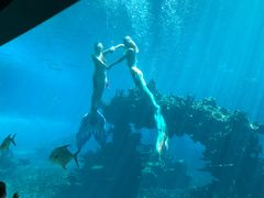 -海棠湾洲际-涛·海底餐厅·美人鱼·自助餐·海底隧道