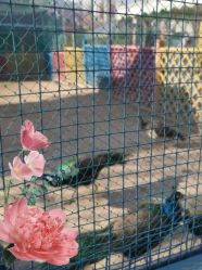 -萌宠亲子动物乐园(槐房万达店)