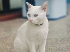 -博特宠物医院24h犬猫全科.骨科·异宠