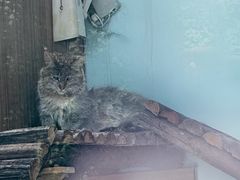 -青藏高原野生动物园