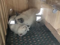 -Bastet sally猫舍购宠(静安店)