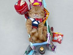 -猫小院猫主题餐厅(南锣旗舰店)