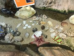 -悉尼海洋生物水族馆