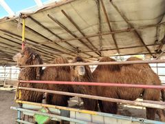 -南宫五洲植物乐园