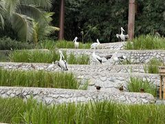 -新加坡飞禽公园