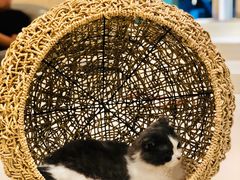 -飞行喵MR PILOT|猫舍·猫咖(静安大融城店)
