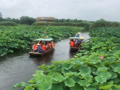 -荷塘月色湿地公园·向阳花洲