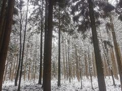 -武陵山森林公园