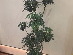 -小仙女采耳·按摩·SPA(深圳旗舰店)
