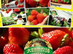 -大自然农场蔬菜草莓采摘园