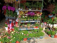 -溪岸路花鸟市场