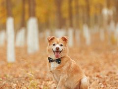 -超宠爱宠物摄影-Super pet