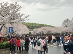 -武汉大学-樱园