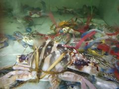 -胜海大排档·海鲜·黄鳝饭(十年老店)