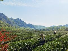 -中国茶叶博物馆(双峰馆区)