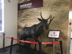 -北京麋鹿生态实验中心