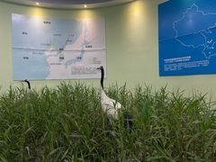 -盐城丹顶鹤湿地生态旅游区