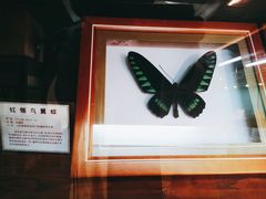 -上海大自然野生昆虫馆(东方明珠·爬宠昆虫探索中心)