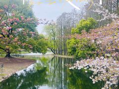 -上海共青森林公园