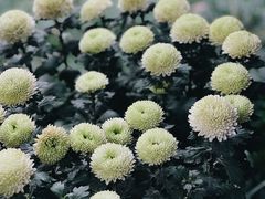 -杭州植物园