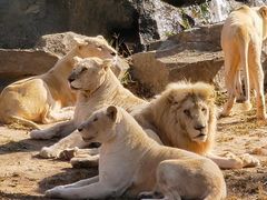 -北京野生动物园