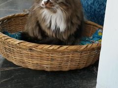 android_upload_pic-Anne猫窝咖啡屋