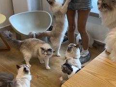 -有喵·猫咖·狗咖·30几只猫10只小狗(岗厦店)