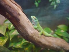 -上海大自然野生昆虫馆