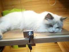 -猫十亿·布偶金渐层·曼基康矮脚猫舍(青年路店)