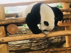 -西霞口神雕山野生动物世界