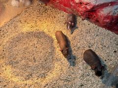 -上海大自然野生昆虫馆(东方明珠·爬宠昆虫探索中心)