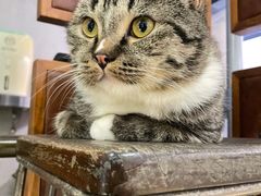 -more than meow吴止猫主题餐厅(承德 中船汇店)