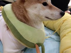 -逗柴咖啡屋·狗咖猫咖宠物桌游
