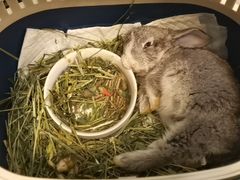 -爱诺耐芙动物医院(万博店)