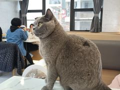 -喵园·猫主题咖啡厅·撸猫·猫咖(国贸店)