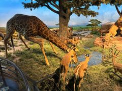 -国家自然博物馆