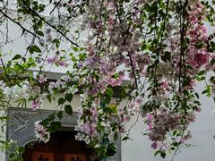 -深圳国际园林花卉博览园