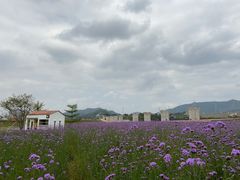-光明小镇欢乐田园