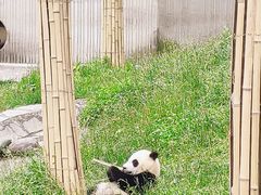 -卧龙中华大熊猫苑神树坪基地