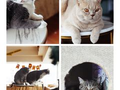 -Catmate·猫肥家润(金润铂宫店)
