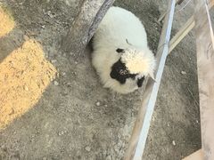-金鸡湖桃花岛