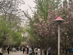 -长白岛森林公园