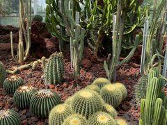 -昆明植物园