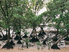 -宝安西湾红树林湿地公园