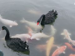 -东部华侨城