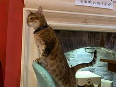 -猫色咖啡·猫咖