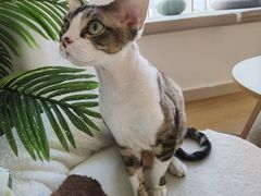 -有喵·猫咖·狗咖·30几只猫10只小狗(岗厦店)