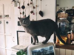 -海边的猫和咖啡馆